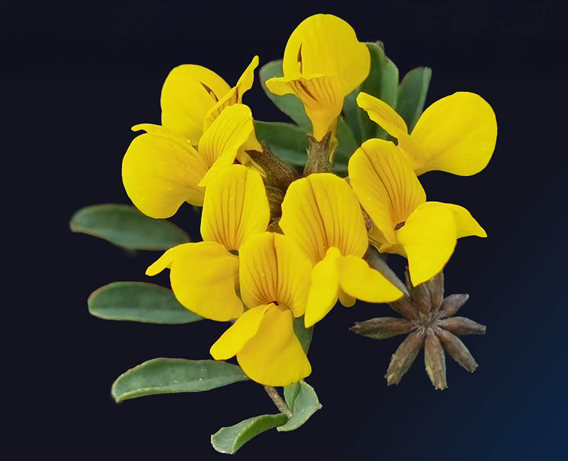 Hippocrepis comosa photo